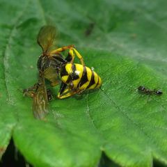 Philanthus triangulum