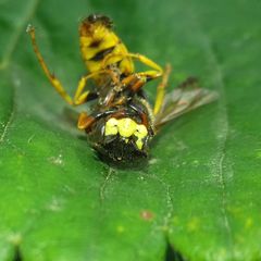 Philanthus triangulum