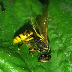 Philanthus triangulum