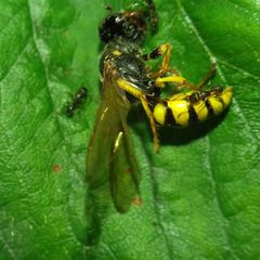 Philanthus triangulum