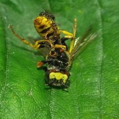 Philanthus triangulum