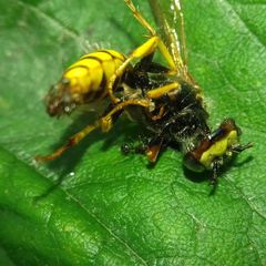 Philanthus triangulum