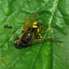 Philanthus triangulum