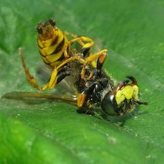 Philanthus triangulum