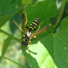 Polistes dominula