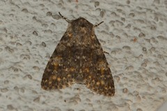Polymixis rufocincta