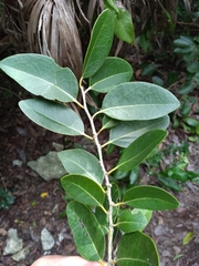 Drypetes diversifolia