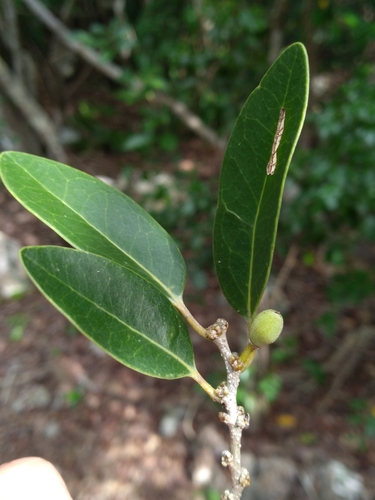 Image of Drypetes diversifolia by (c) Scott Ward, some rights reserved (CC BY)