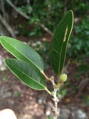 Drypetes diversifolia