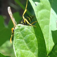Polistes dominula
