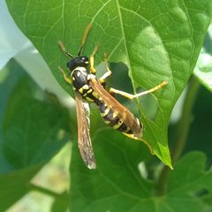Polistes dominula