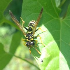Polistes dominula