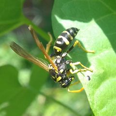 Polistes dominula