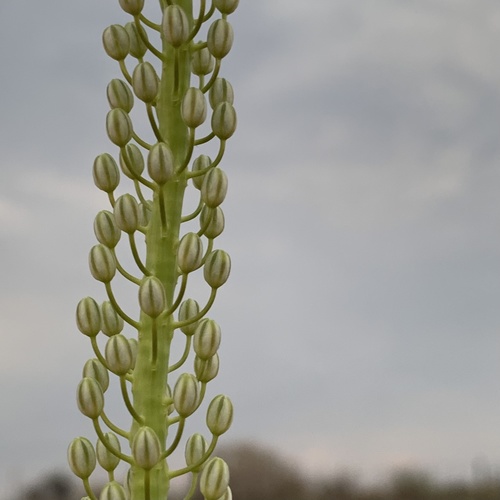 Drimia altissima image