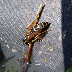 Polistes