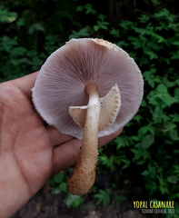 Agaricus