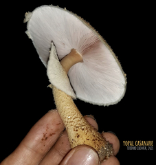 Agaricus