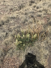 Astragalus praelongus