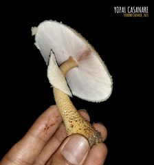 Agaricus