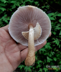 Agaricus