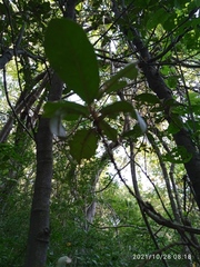 Achatocarpus oaxacanus