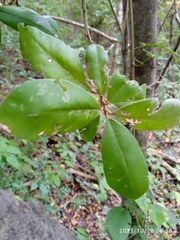 Achatocarpus oaxacanus