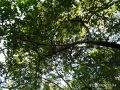 Achatocarpus oaxacanus