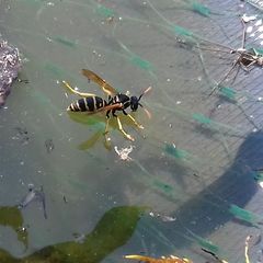 Polistes