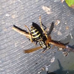 Polistes