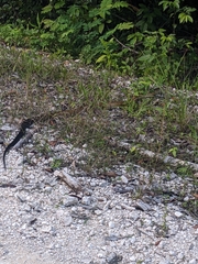 Drymarchon melanurus melanurus