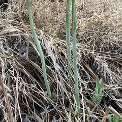 Drimia altissima image