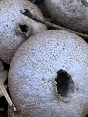 Lycoperdaceae