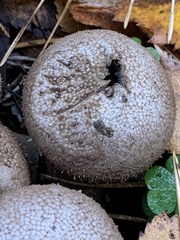 Lycoperdaceae
