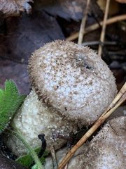 Lycoperdaceae