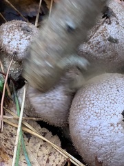 Lycoperdaceae