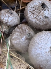 Lycoperdaceae