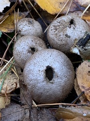 Lycoperdaceae