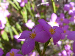 Lachnaea uniflora