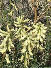 Astragalus praelongus