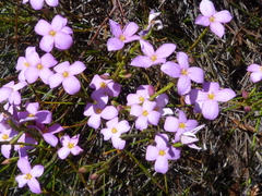Lachnaea uniflora