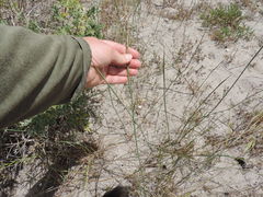 Ehrharta villosa