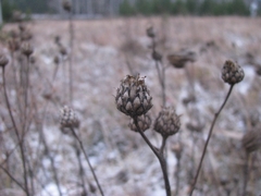 Centaurea scabiosa