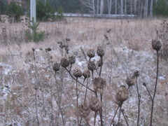 Centaurea scabiosa