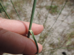 Ehrharta villosa