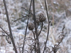 Centaurea scabiosa