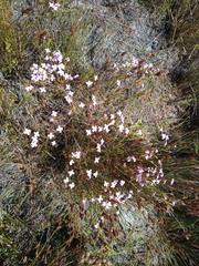 Lachnaea uniflora