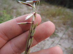 Ehrharta villosa
