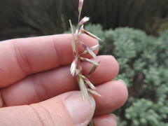 Ehrharta villosa