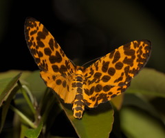 Epobeidia tigrata tigrata