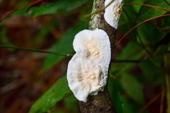 Polyporaceae